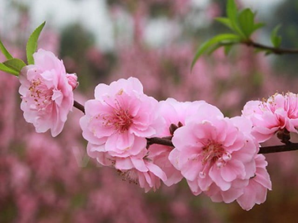 Các loại hoa giúp trang trí nhà đẹp ngày Tết