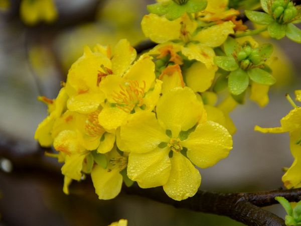 Gợi ý trang trí Tết cho sân vườn trước nhà