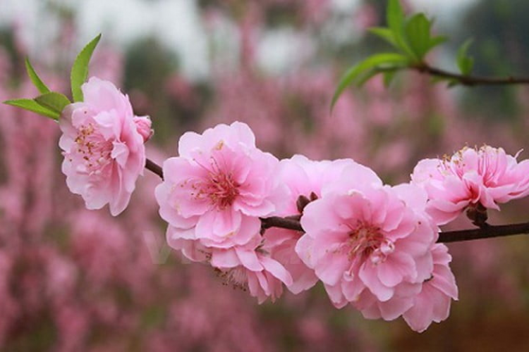 Các loại hoa giúp trang trí nhà đẹp ngày Tết