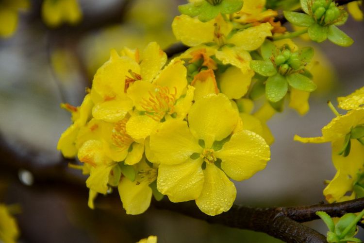 Gợi ý trang trí Tết cho sân vườn trước nhà