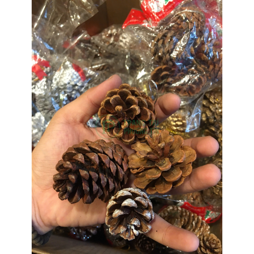 Quả thông khô 1