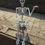 Bộ xương điều chỉnh tư thế