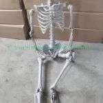 Bộ xương điều chỉnh tư thế